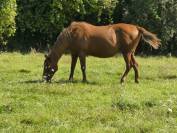 Poulinière Quarter Horse à donner