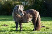 Superbe ponette Shetland robe Mushroom 