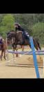 Cavallo da brevetto
