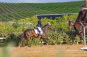 Cavallo da brevetto