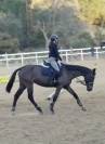 Cavallo da brevetto