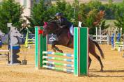 Cavallo da brevetto