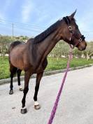 Cavallo da brevetto