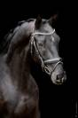Jeunes chevaux de dressage 