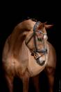 Jeunes chevaux de dressage 