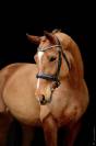 Jeunes chevaux de dressage 