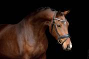 Jeunes chevaux de dressage 