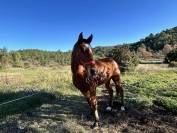 Cheval hongre 16 ans pour compagnie