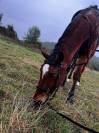 Cheval hongre 16 ans pour compagnie