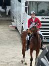 Vendo cavallo italiano