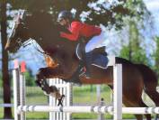 Vendo cavallo italiano