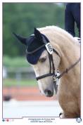 Poney GP dressage à vendre