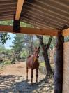 Pension pour chevaux / poneys