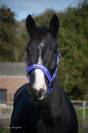Te koop: talentvolle 5 jarige Toto jr merrie