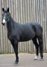 Te koop: talentvolle 5 jarige Toto jr merrie