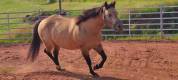 Etalon Quarter Horse buckskin 91% Fondation Née en 2013