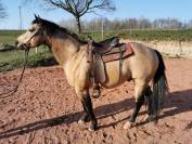 Etalon Quarter Horse buckskin 91% Fondation Née en 2013