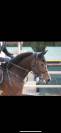 Jument Westfalen Riding Horse 11 ans 