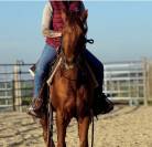 Cheval QH 4 ans 