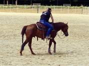 Cheval QH 4 ans 