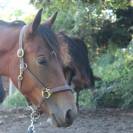 pouliche 2ans WK/WPB par le Tot de Semilly