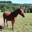 pouliche 2ans WK/WPB par le Tot de Semilly