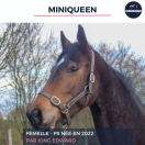 MINIQUEEN - PS - 3 ANS