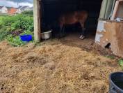 Place au pré pour un poney