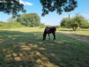 Place au pré pour un poney