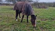 Place au pré pour un poney