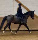 Hongre noir de 6 ans très amateur CSO CCE DR