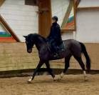 Hongre noir de 6 ans très amateur CSO CCE DR