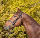 Selle Francais - hongre 8ans