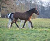 Mystik Hawk  of Spirit (Cheval Curly)