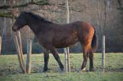 Mystik Hawk  of Spirit (Cheval Curly)