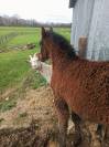 Mystik Hawk  of Spirit (Cheval Curly)