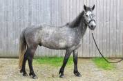 A VENDRE FAIRY OWEN PP CONNEMARA 5 ANS