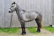 A VENDRE FAIRY OWEN PP CONNEMARA 5 ANS