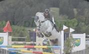 magnifique hongre 