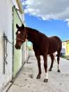 Hannoveriano de 8 años en venta doma clasica