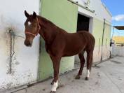 Hannoveriano de 8 años en venta doma clasica