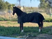 Hannoveriano de 8 años en venta doma clasica