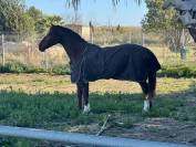 Hannoveriano de 8 años en venta doma clasica
