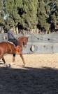 Hannoveriano de 8 años en venta doma clasica