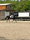 Jolie jument de dressage selle français