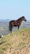 Jument paint horse ONC   en Ardèche 