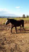 Jument paint horse ONC   en Ardèche 