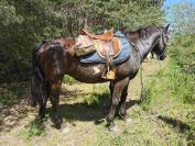 Jument paint horse ONC   en Ardèche 