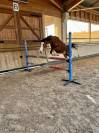 Top poney de sport 