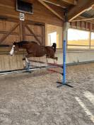 Top poney de sport 